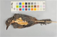 藏品(藍磯鶇)的圖片